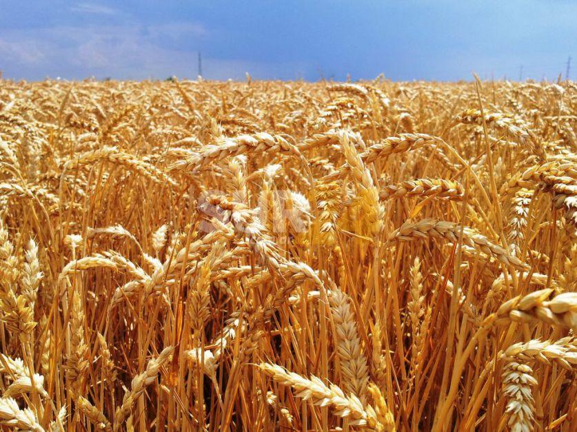 “La siembra de trigo está en jaque”