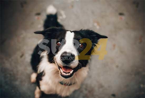 Lanzan la primera plataforma online de adopción de perros de Argentina