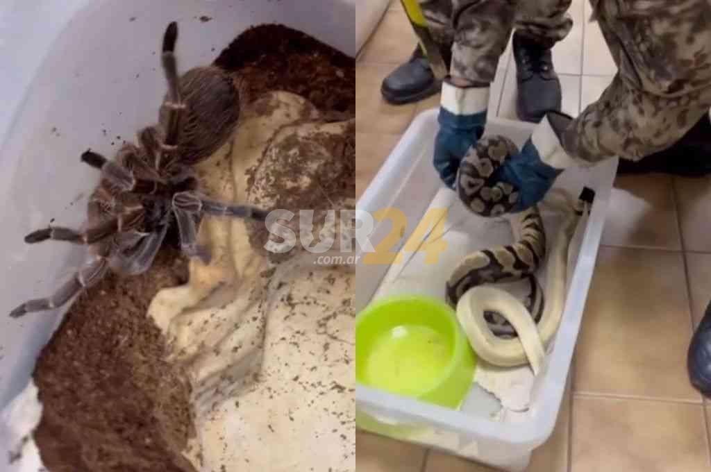 Córdoba: allanaron una casa y encontraron cerca de 60 animales exóticos en cautiverio 