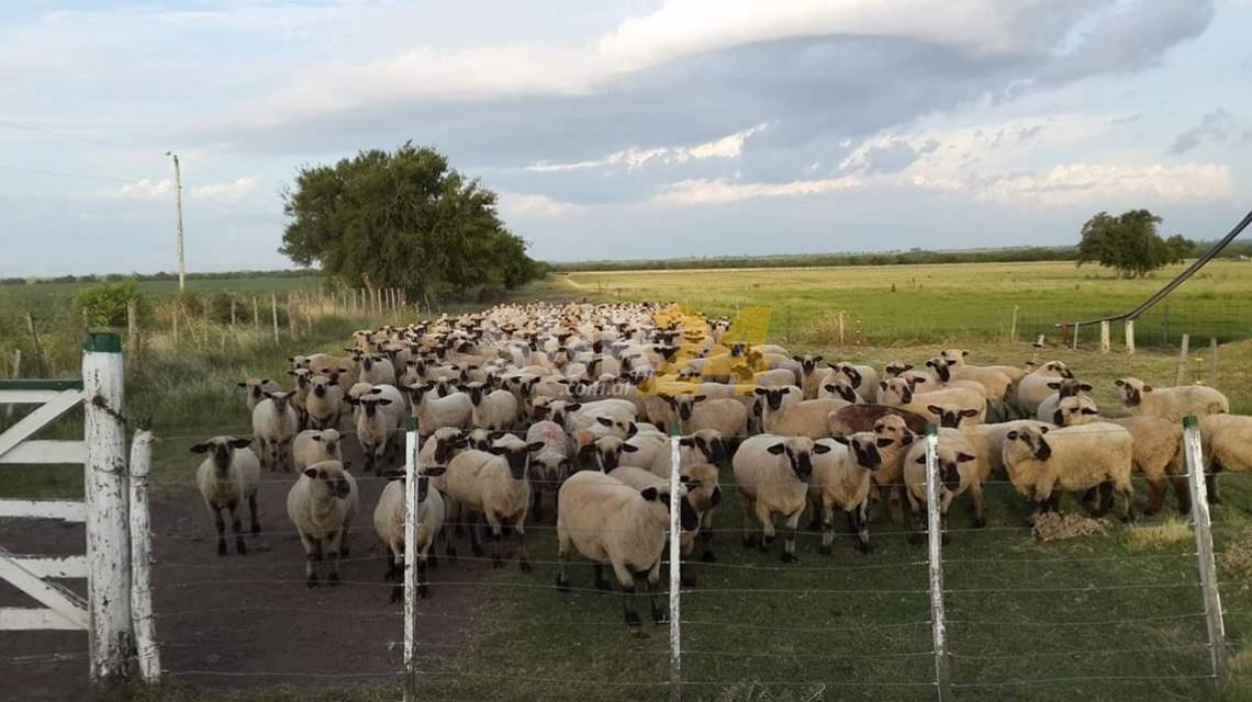 La Provincia extiende plazo para presentar proyectos de financiación para compra de reproductores ovinos