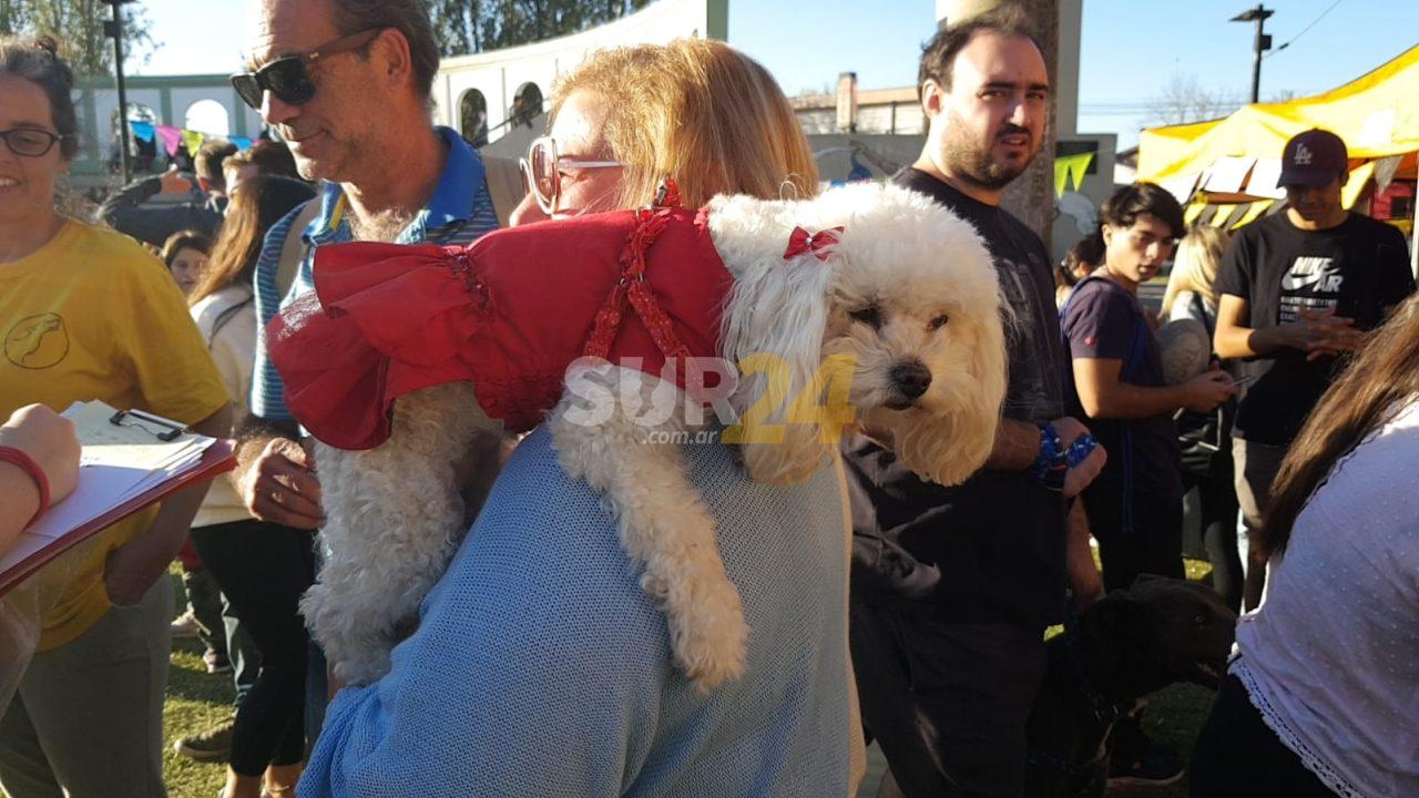 Gran trabajo del Refugio Canino en exitosa edición del desfile de mascotas