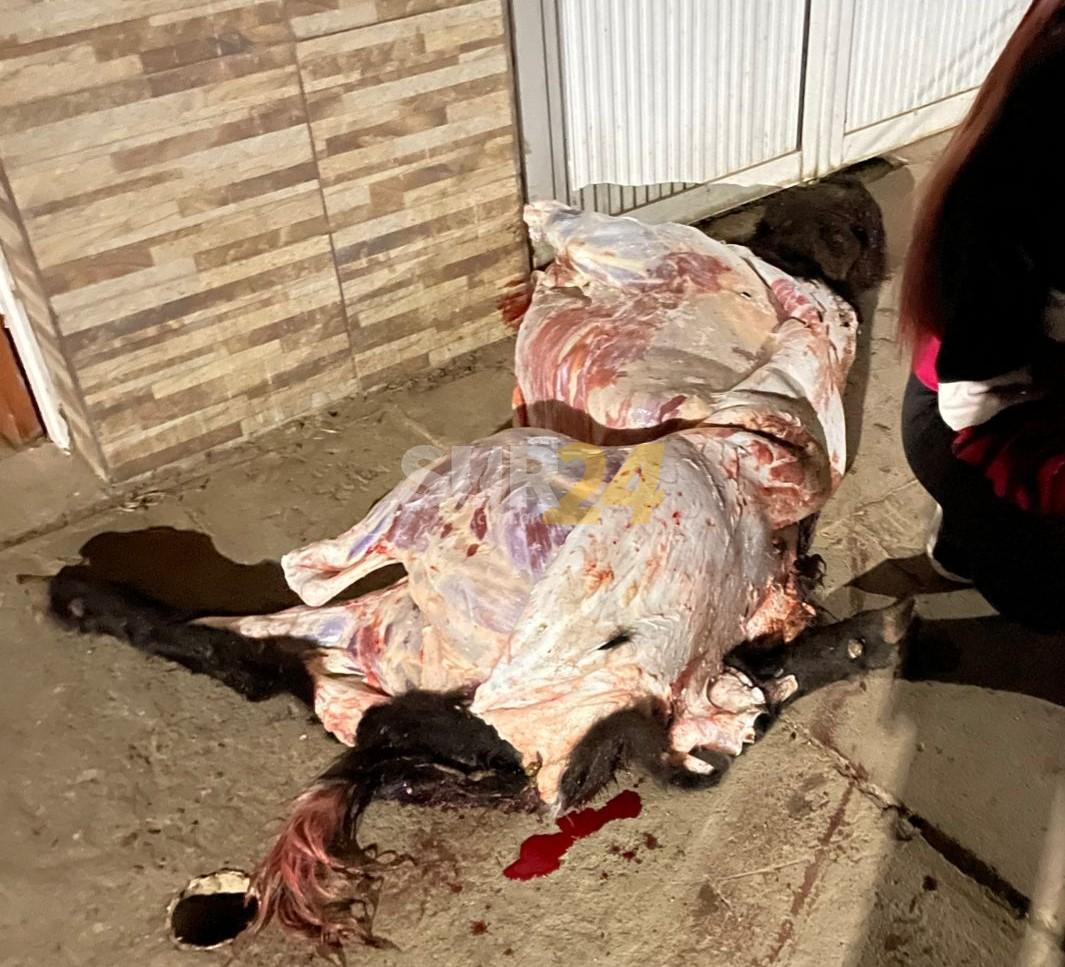 Santa Isabel: encuentran muertas en una casa dos de las vaquillonas robadas en Elortondo