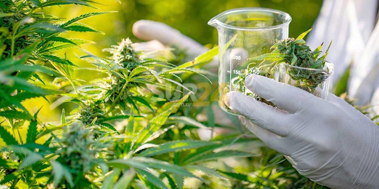 Cannabis medicinal, la alternativa esperada por profesionales y pacientes que ya es una realidad 