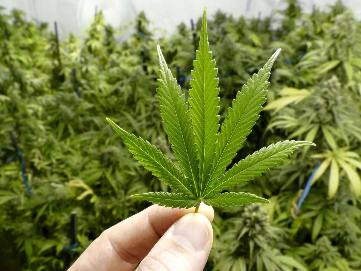 Cannabis medicinal: la provincia de Santa Fe comienza el cultivo experimental 