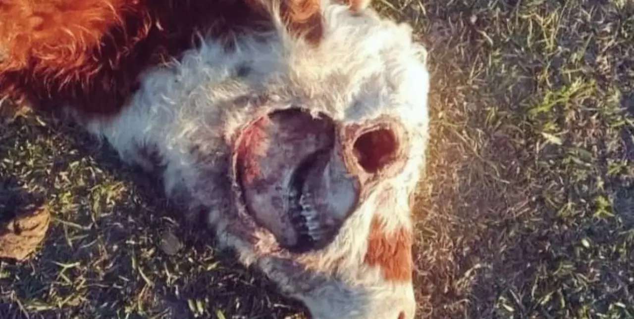 Un animal apareció mutilado en un campo de Corrientes 