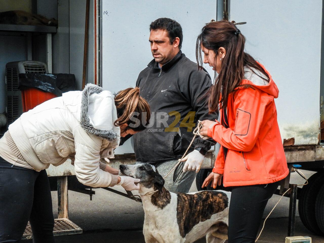 Teodelina: se realizaron 80 castraciones a mascotas