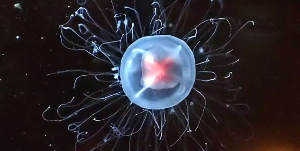 Descifran el genoma de la medusa inmortal, capaz de revertir su ciclo vital 