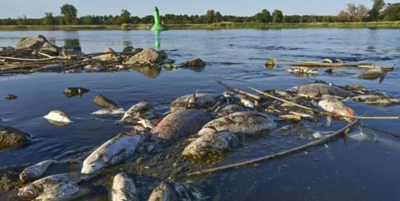 Alerta medioambiental en Alemania por la muerte masiva de peces en el río Oder 