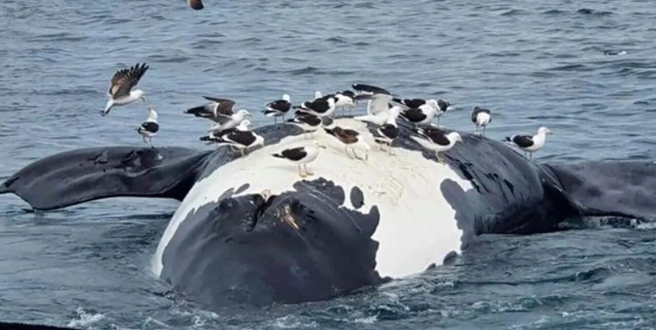 Chubut: aparecieron muertas seis ballenas en las costas de Puerto Pirámides