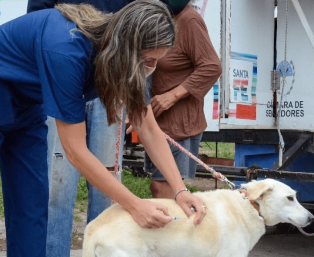 Vacunación antirrábica gratuita en veterinarias privadas y el Dispensario Canino Municipal