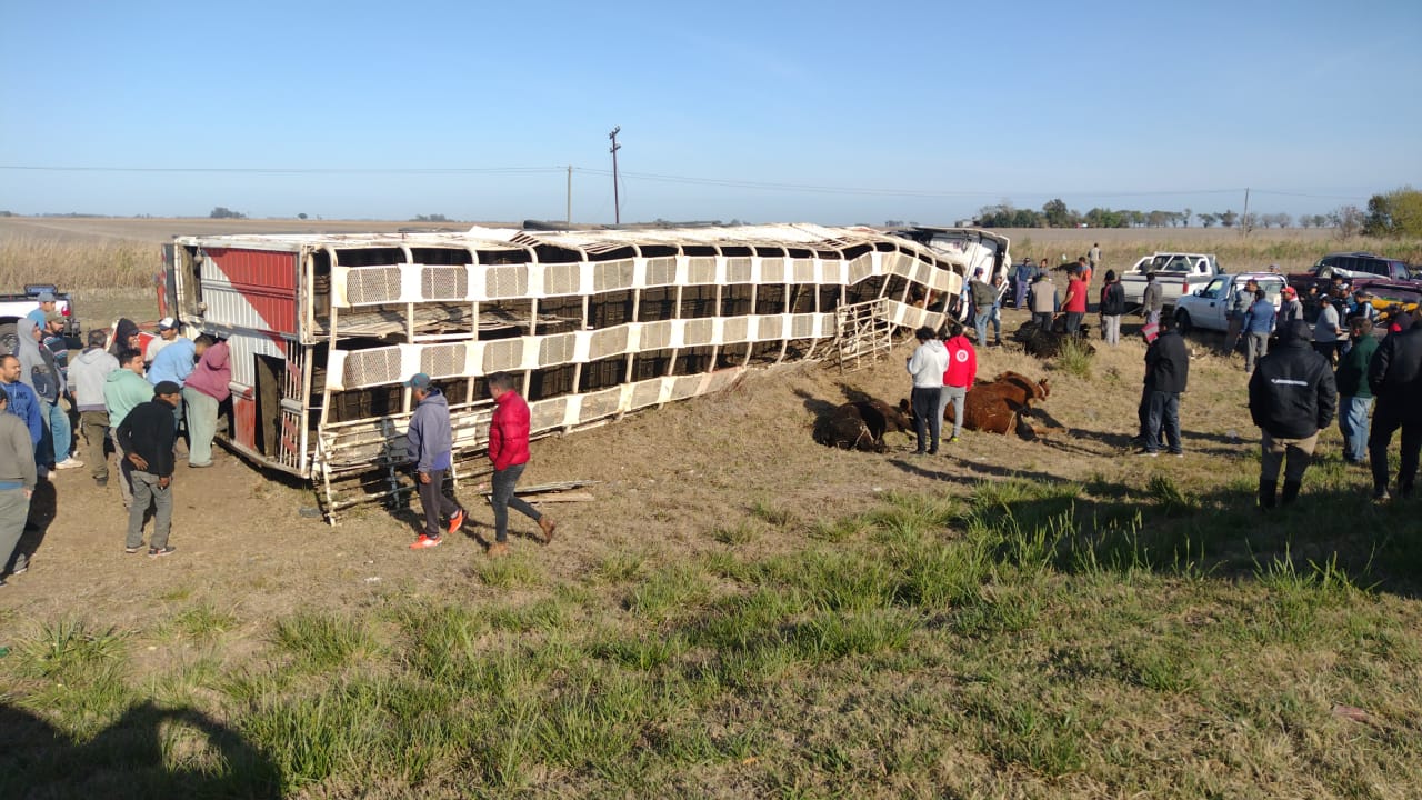 Miguel Torres: volcó un camión que transportaba ganado y vecinos se llevaron los animales muertos