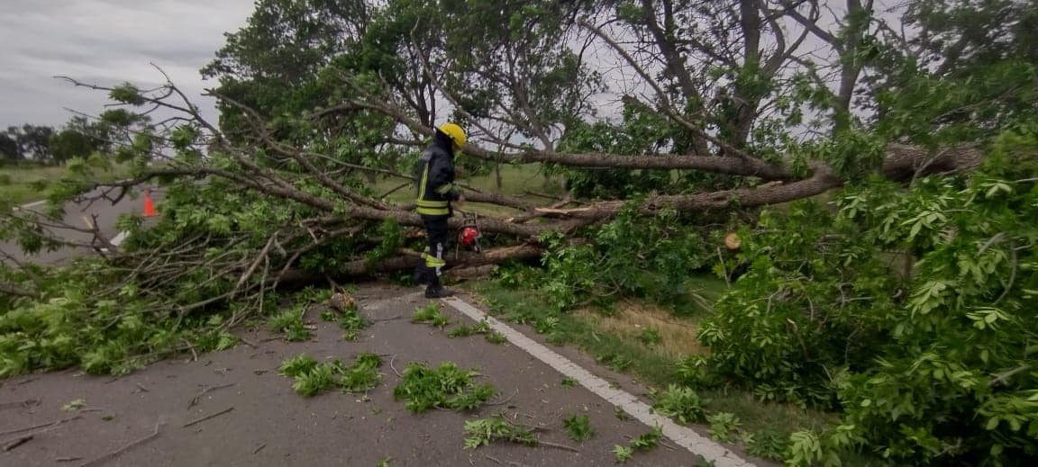 Varios árboles caídos como consecuencia de los fuertes vientos en Venado Tuerto