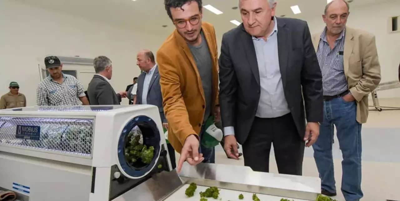 Jujuy: habilitan la primera planta industrial de procesamiento de cannabis medicinal del país