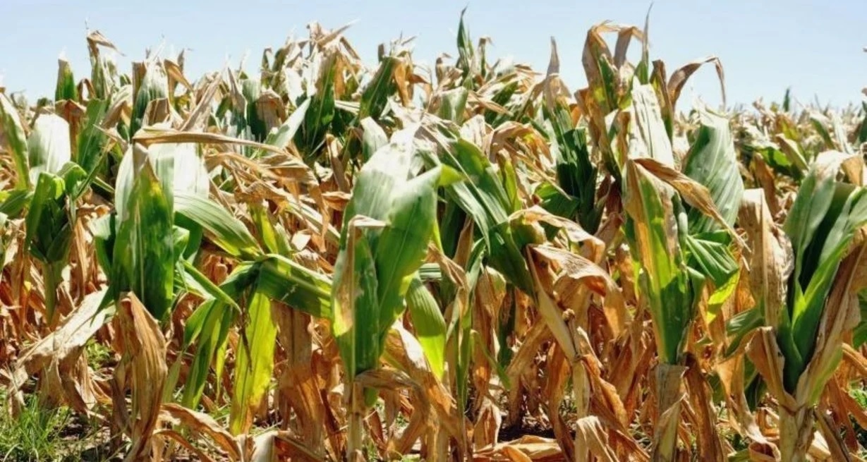 Emergencia agropecuaria en Santa Fe: hasta el 28 de febrero de 2023 se podrán solicitar los certificados