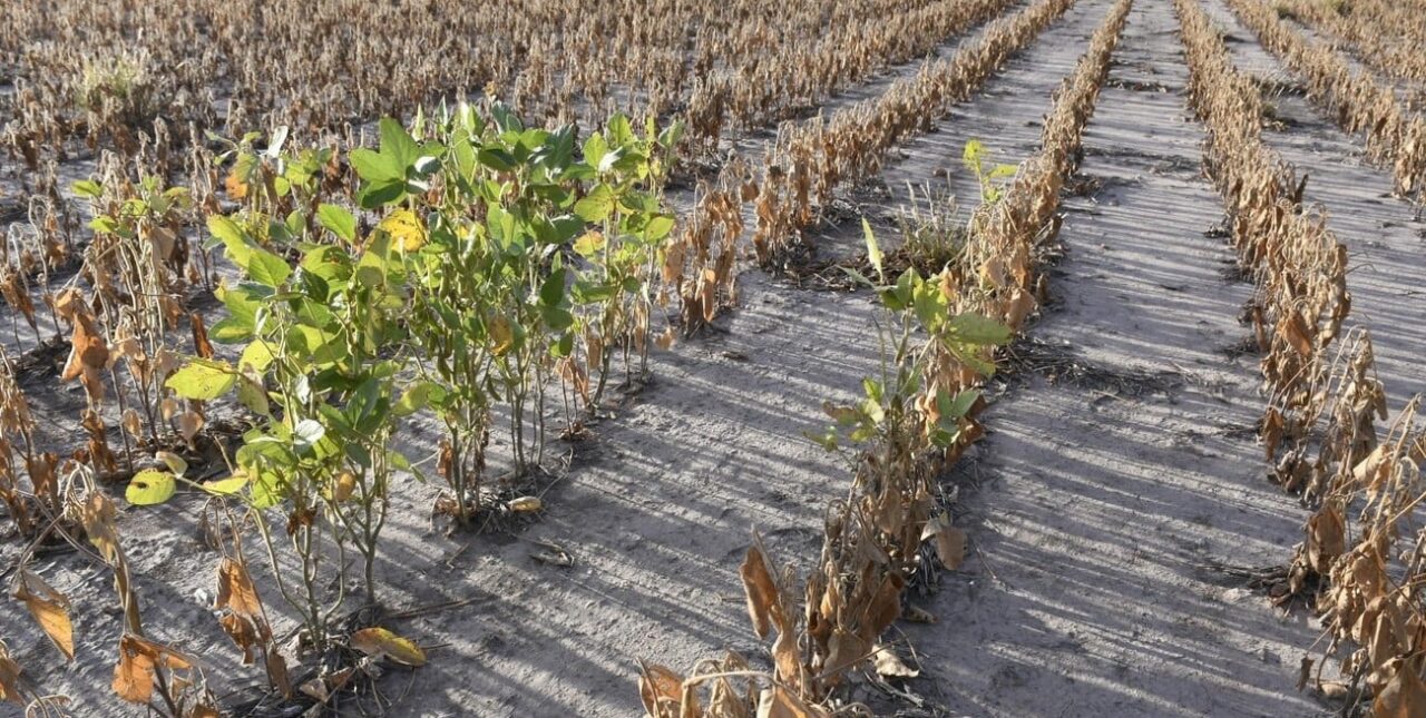 Sequía histórica: Vergé reclama auxilio nacional para los productores agrarios