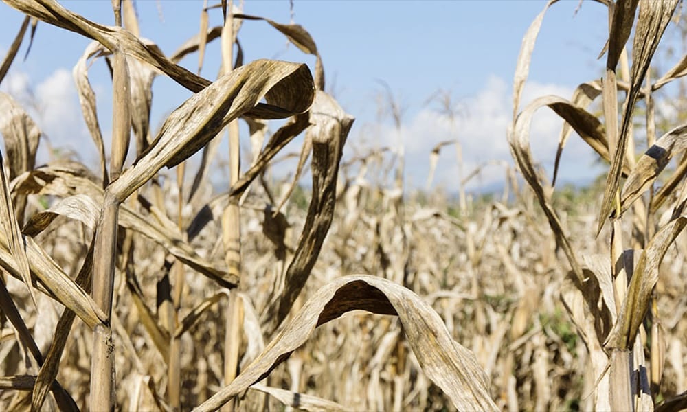 Por sequía y heladas en cosecha: Enrico pide medidas de asistencia para productores rurales afectados