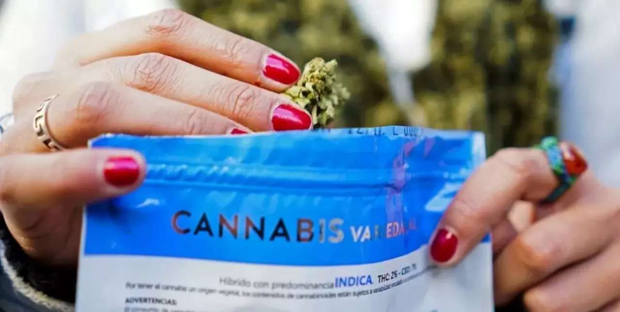 Uruguay lanza a la venta una variedad de cannabis con mayor nivel de psicoactividad