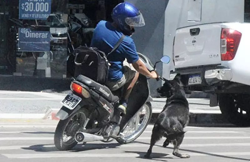 Venado Tuerto: dos motociclistas hospitalizados tras colisionar con un perro
