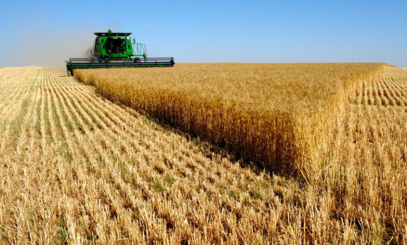 Sequía fatal: el trigo rindió 43% menos y la cosecha se derrumbó 53%