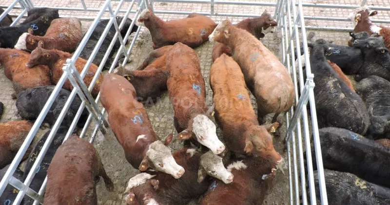 Temen un fuerte aumento del precio de la carne hacia febrero