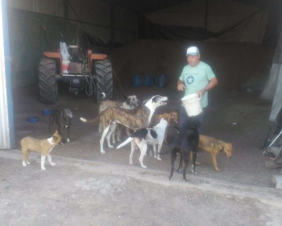 Marmiroli, el presidente comunal que cocina puchero para 30 perros abandonados