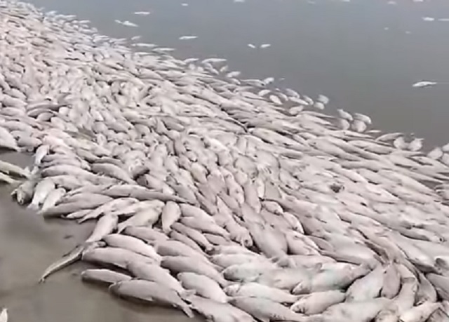 Esta vez, al norte: aparecieron miles de peces muertos en otra laguna santafesina