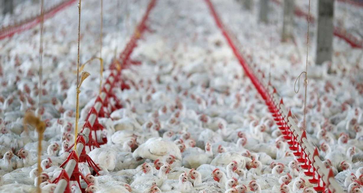 La mayor participación la tuvieron los productores de pollo, con el 61,5%.