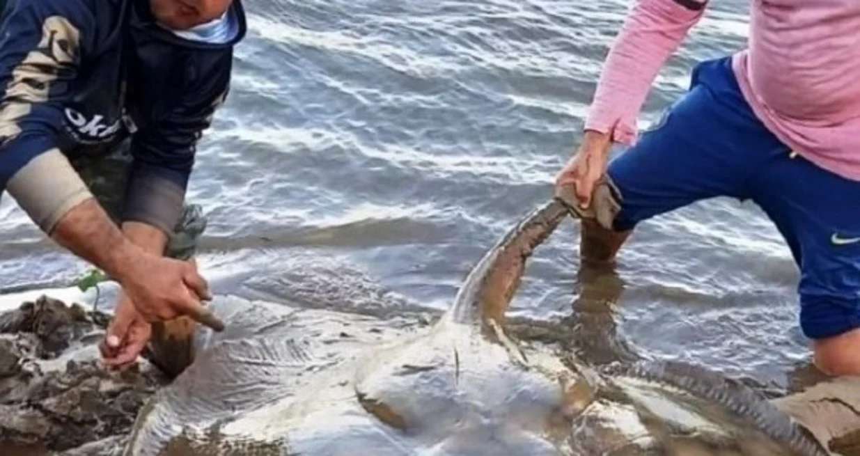 Video: pescan una raya de más de cien kilos en el Río Paraná