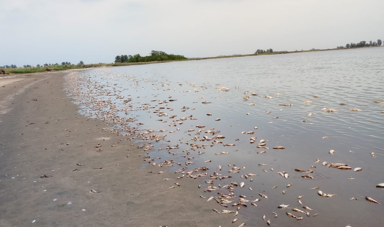 Por qué aparecieron tantos peces muertos en la laguna de Villa Cañás