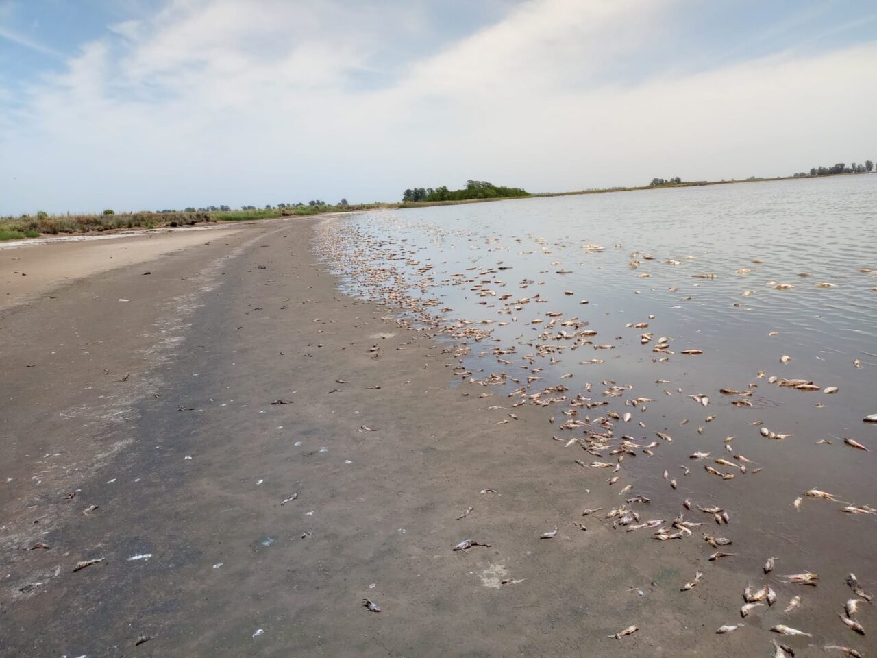 Miles de peces muertos por falta de agua en la laguna de Villa Cañás