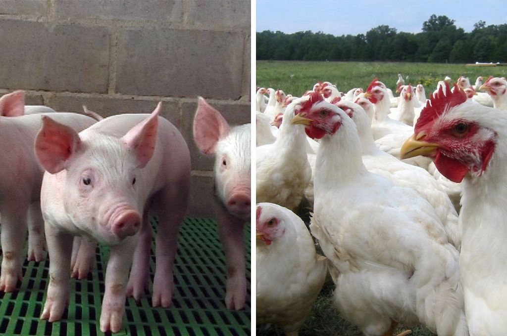 Compensaciones para avícolas y porcinos: cuánto es y a quiénes les toca