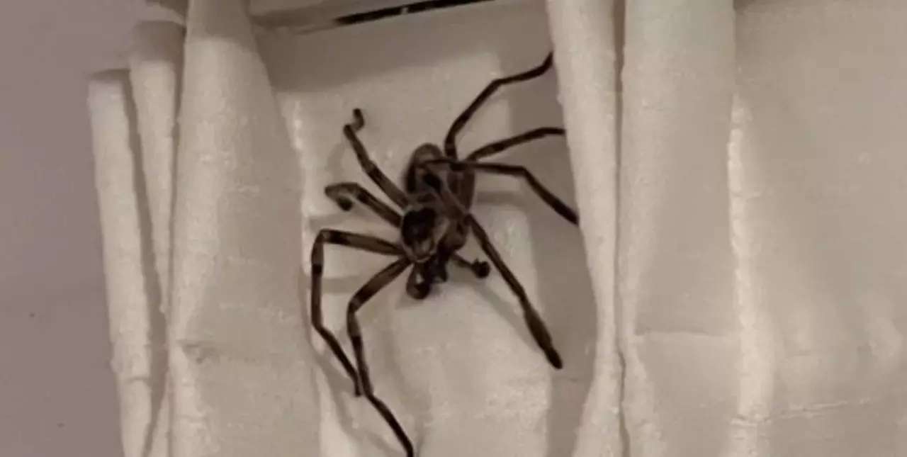 Viral: mientras vacacionaba en Pinamar le apareció una araña gigante en la habitación