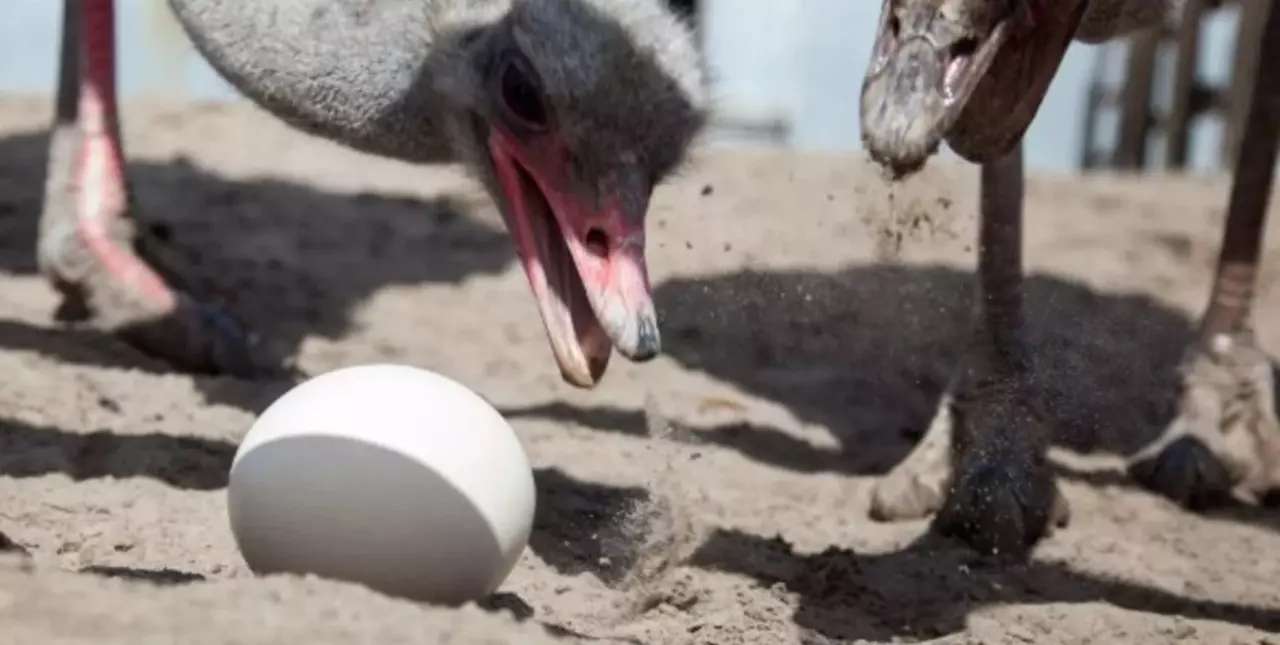 En Israel, hallan huevos de avestruz de 4 mil años en “excepcional” estado de conservación