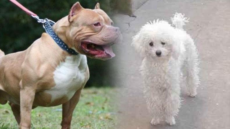 Rufino: en nuevo ataque feroz, un pitbull mató un caniche