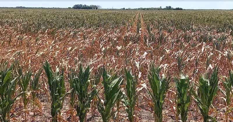 Clima y maíz, el principal foco de los productores