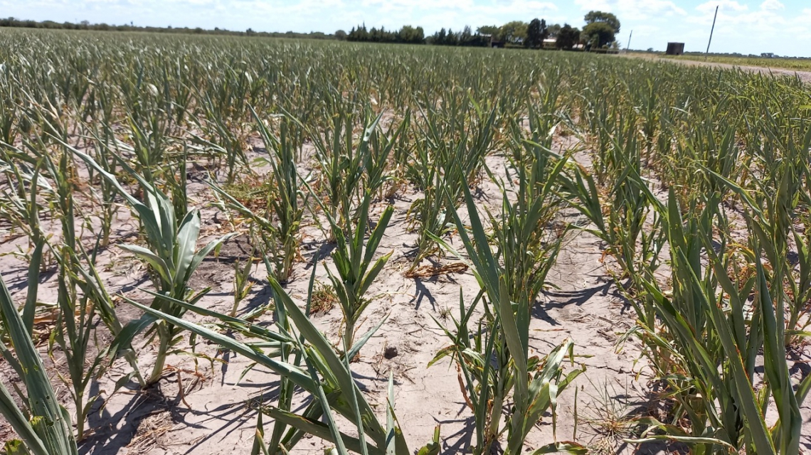 Sequía: la Provincia instrumenta asistencia por $ 700 millones para productores afectados
