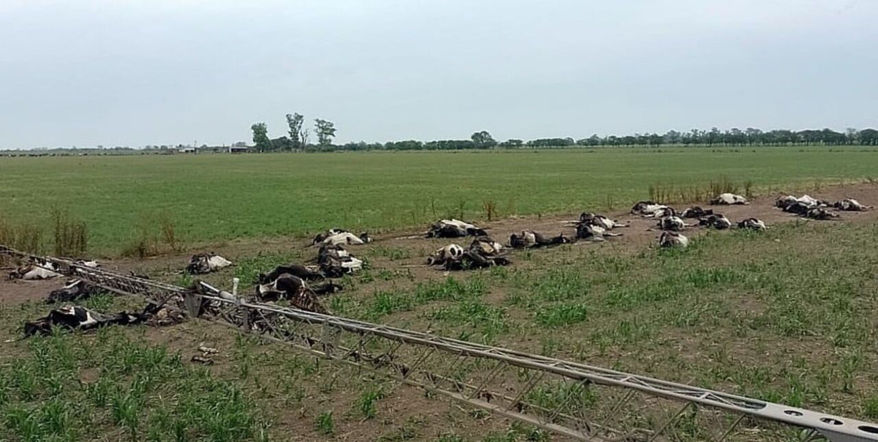 Sorgos tóxicos por la sequía: reportan muertes de vacas en la cuenca lechera