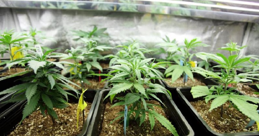 Venado Tuerto comienza el camino de investigación y desarrollo del Cannabis medicinal