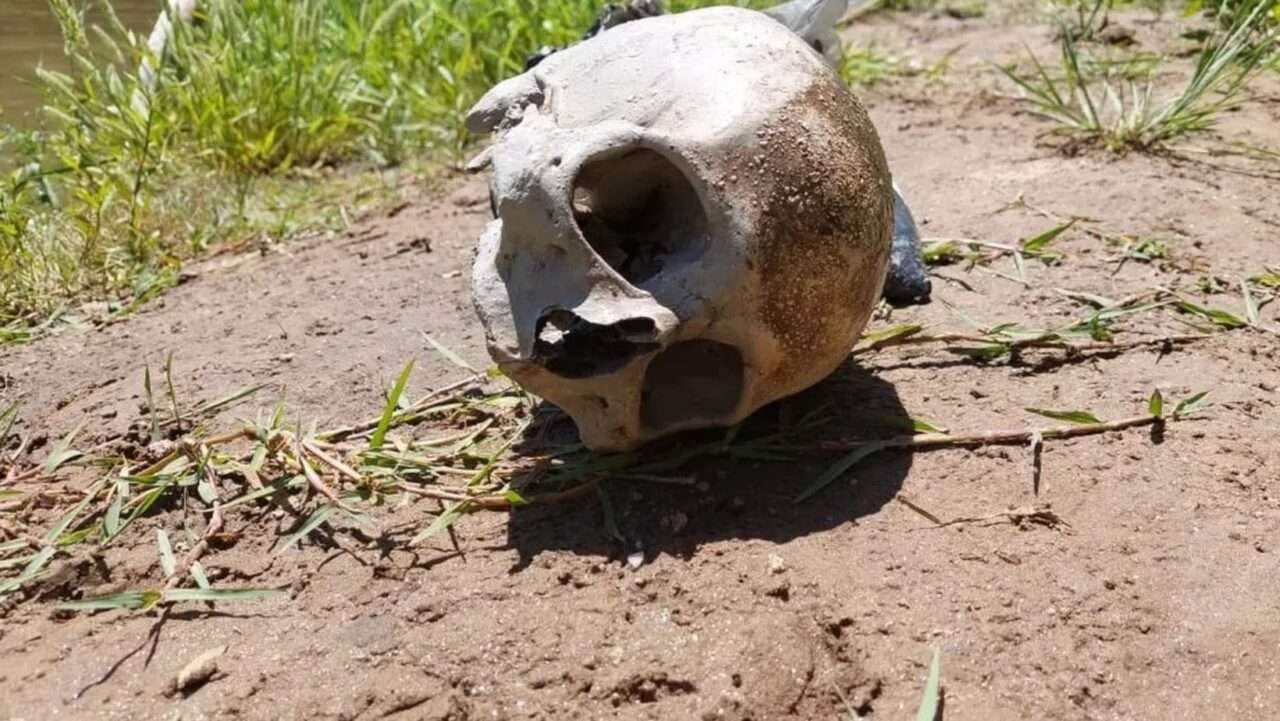 Aaron Castellanos: encontraron un cráneo humano a la vera de la Ruta 7