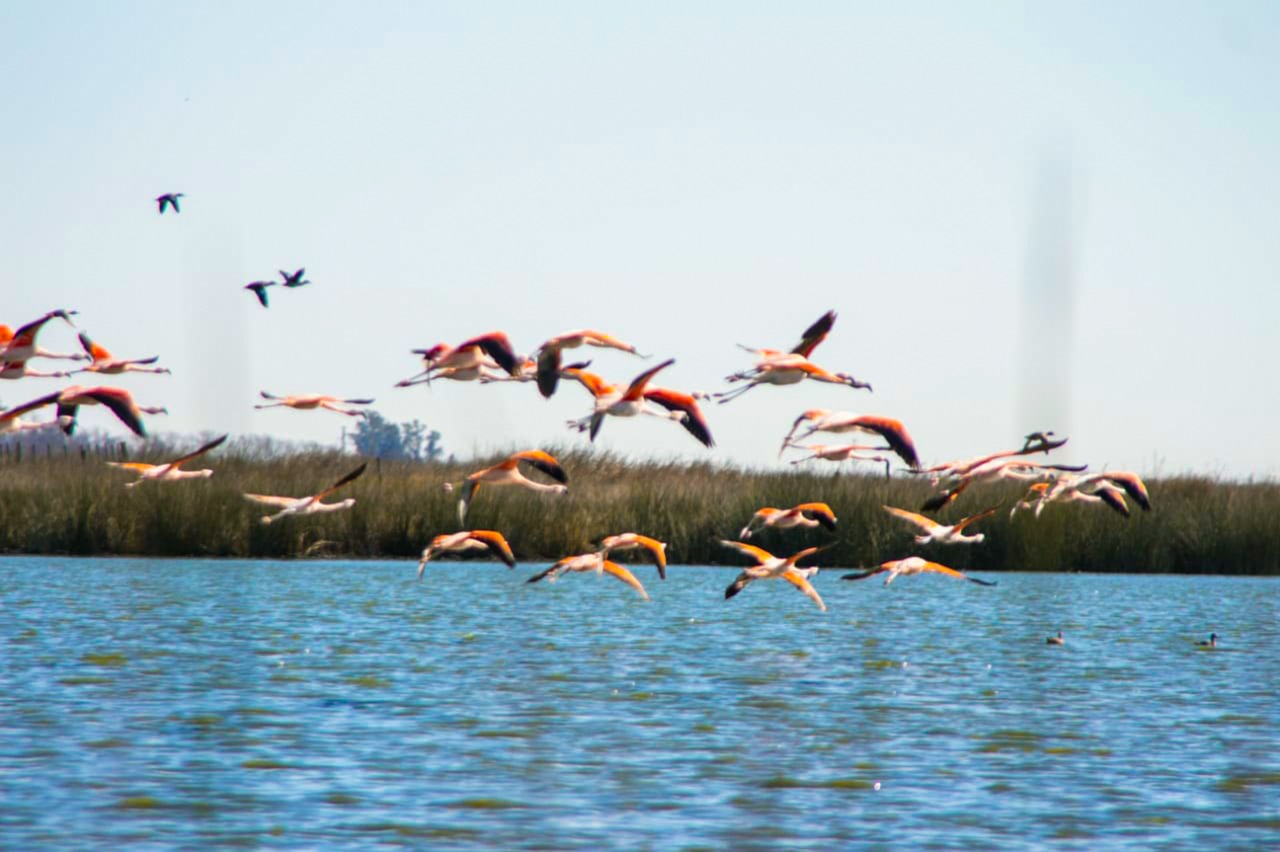 El gobierno municipal prepara un avistaje de aves en la Laguna El Hinojo