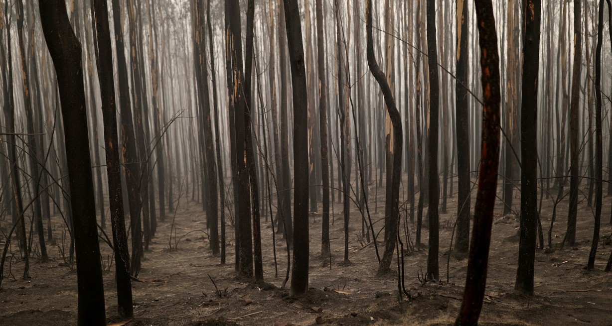 Alerta Rojo: ya son 71 los incendios forestales en Chile