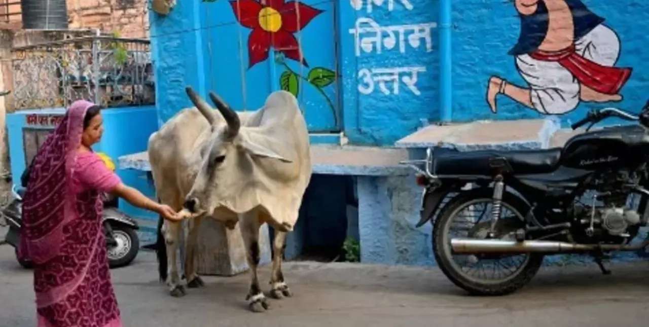 Insólito: el gobierno de India pidió abrazar a una vaca en San Valentín
