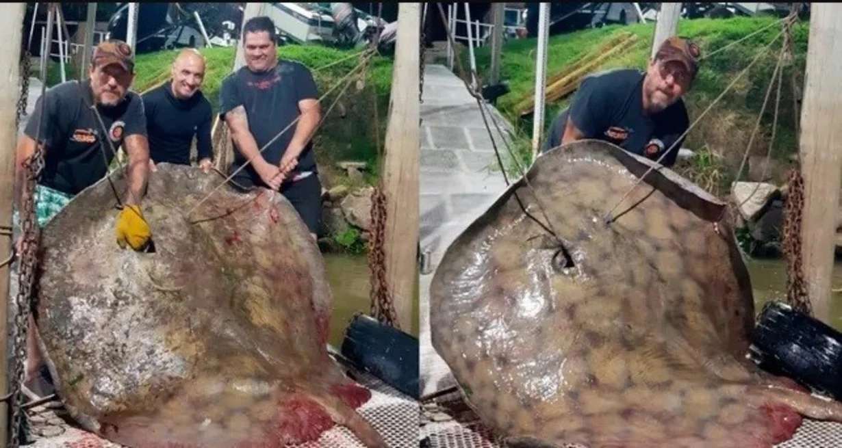 Pescaron una raya gigante de 250 kilos en el río Paraná