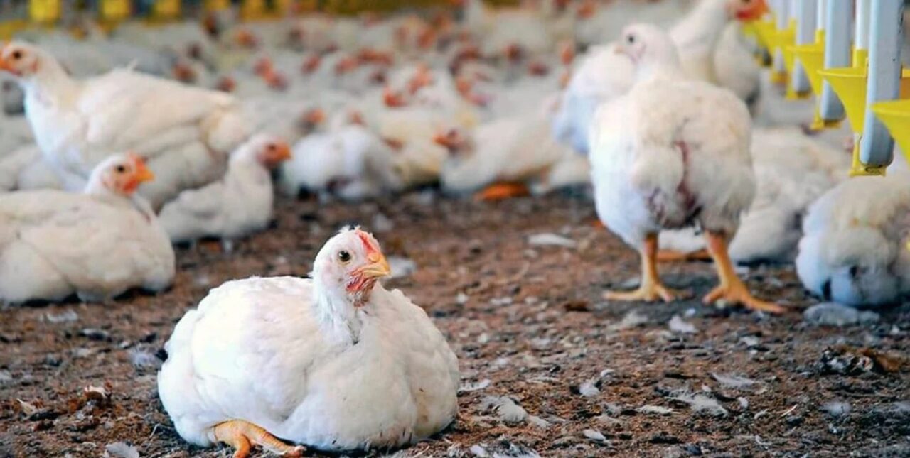 Gripe aviar: se reportó el primer caso en aves de corral y el Gobierno suspendió las exportaciones