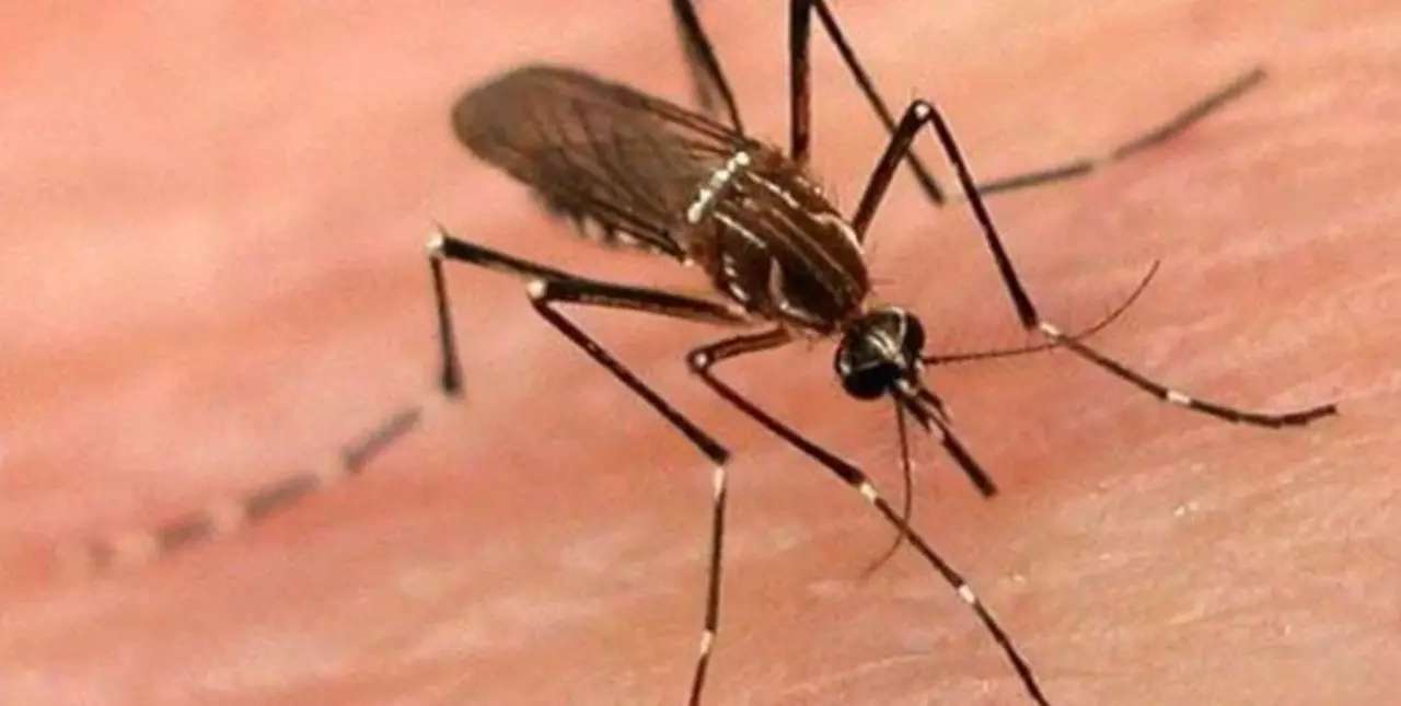 Rosario: detectan el primer caso de chikungunya importado de Santa Fe