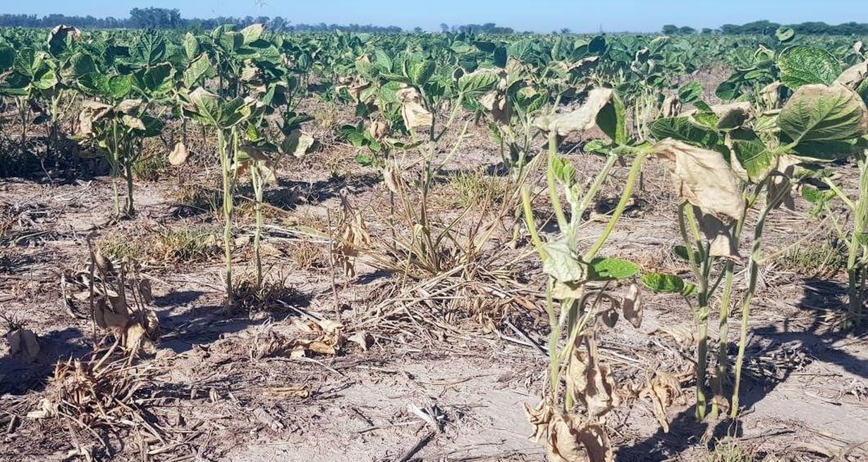 Emergencia agropecuaria: entidades del norte santafesino advirtieron sobre la “crisis humanitaria”