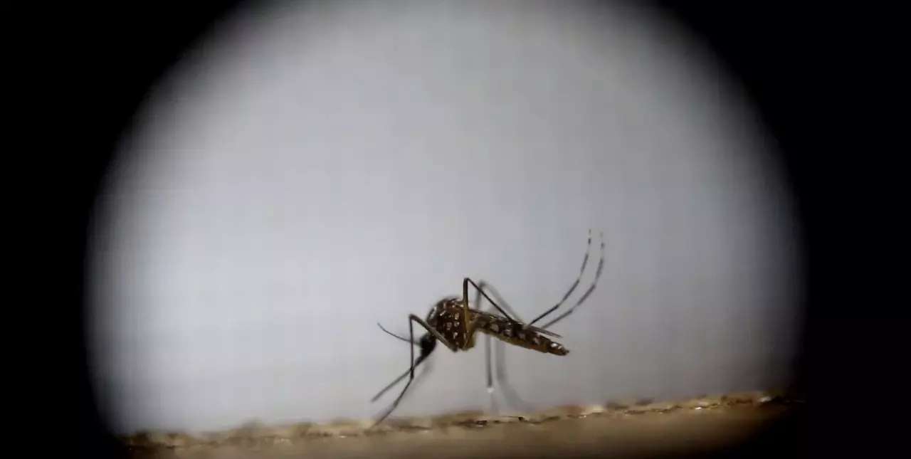 Se confirmaron dos casos de dengue en el departamento San Martín