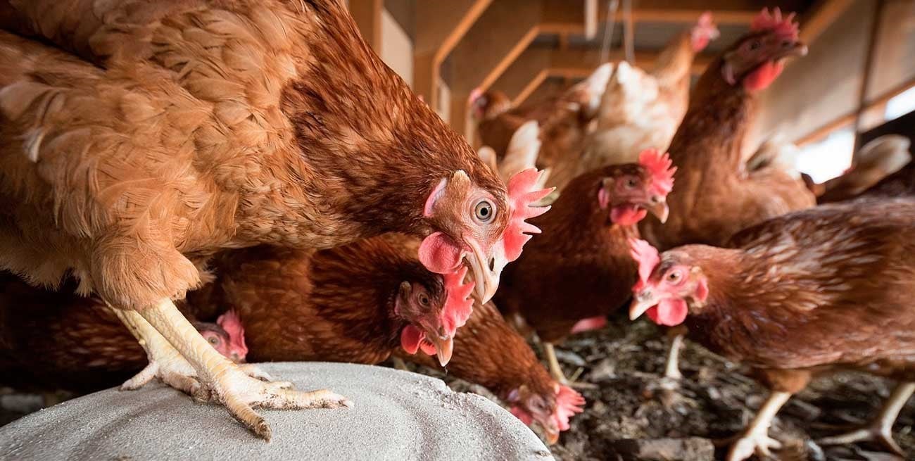 Gripe aviar: se establecieron nuevas medidas sanitarias en todo el país