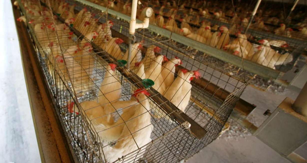 Confirmaron cuatro nuevos contagios de gripe aviar y los casos ascienden a 30
