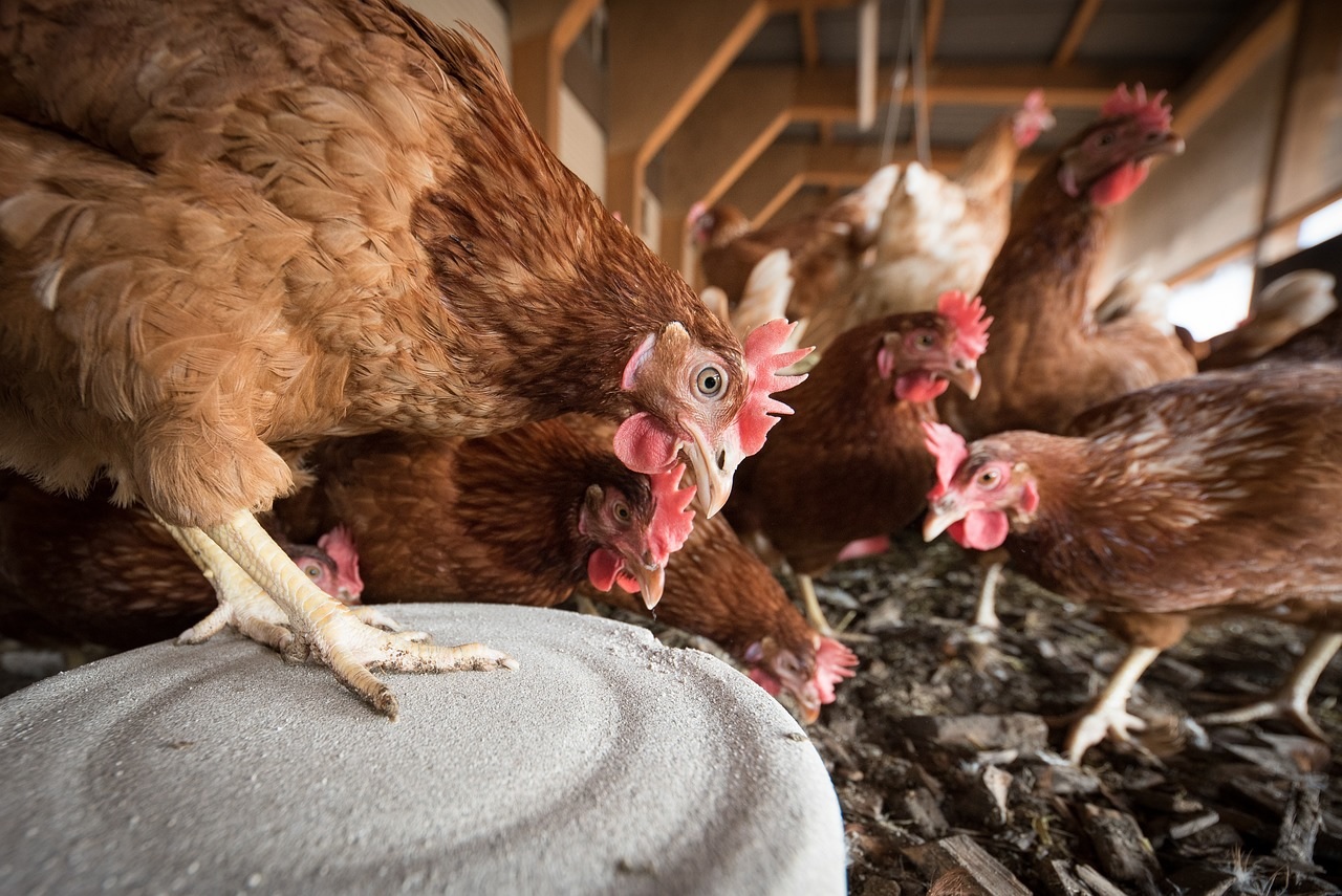 Confirman el primer caso de gripe aviar en Venado Tuerto y es el tercero en la región